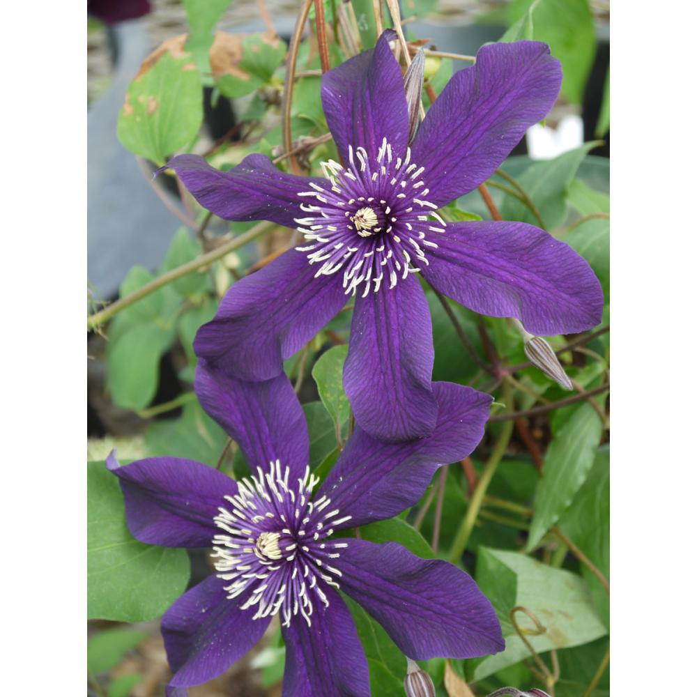 遅咲き大輪系　パンサー