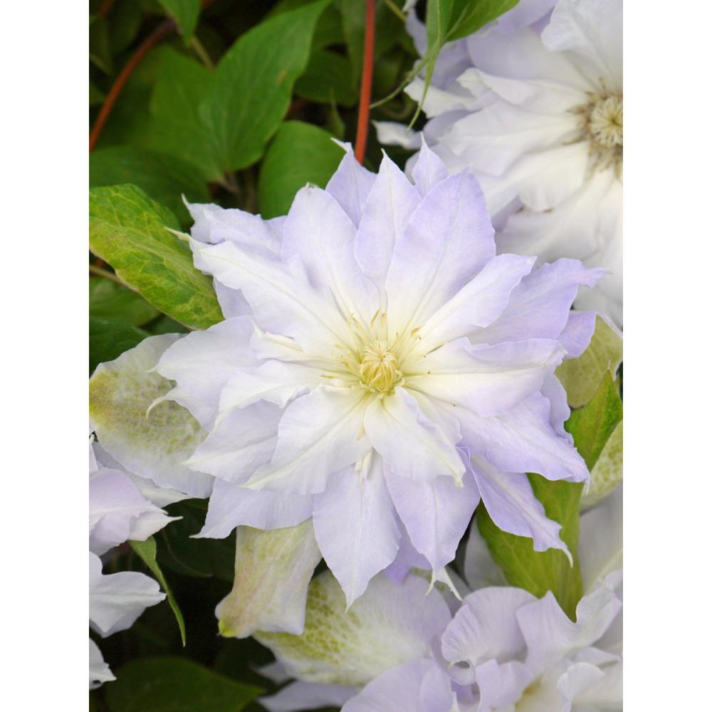 パテンス系　カルセドニー