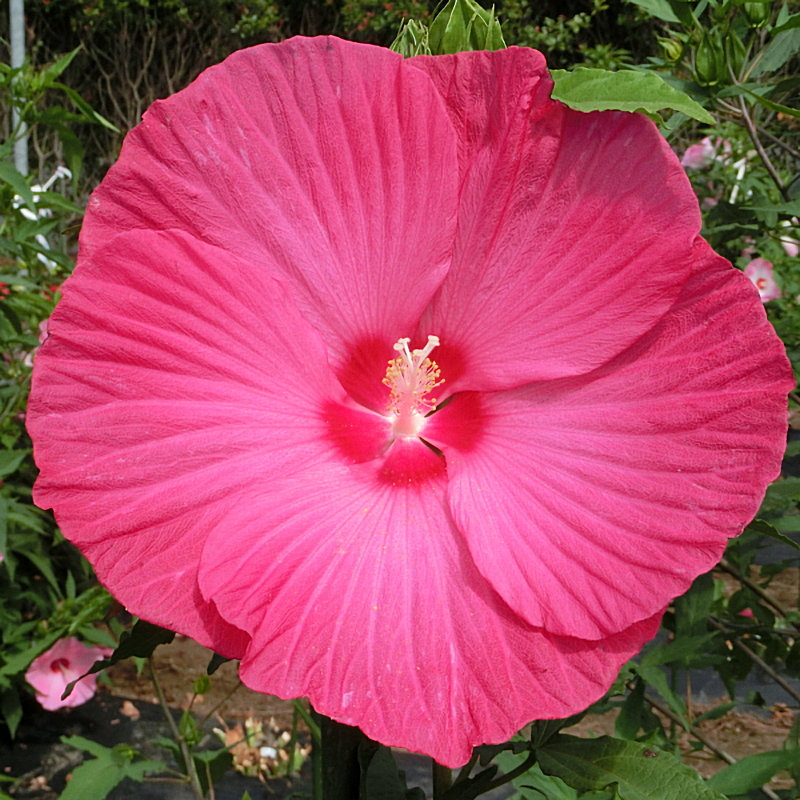 【春予約】　タイタンビカス　ジュノー　【申込期限：３月２２日（日）】　【引渡予定日：４月４日（土）～１２日（日）】