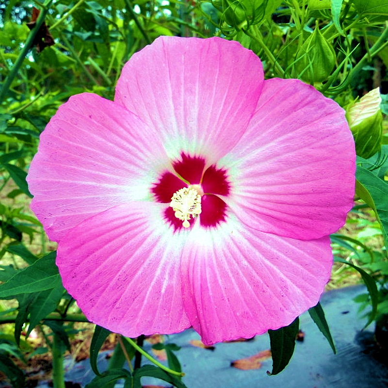 【春予約】　タイタンビカス　イリス　【申込期限：３月２２日（日）】　【引渡予定日：４月４日（土）～１２日（日）】