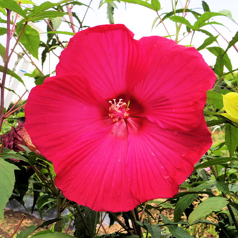 【春予約】　タイタンビカス　ウラノス　【申込期限：３月２２日（日）】　【引渡予定日：４月４日（土）～１２日（日）】