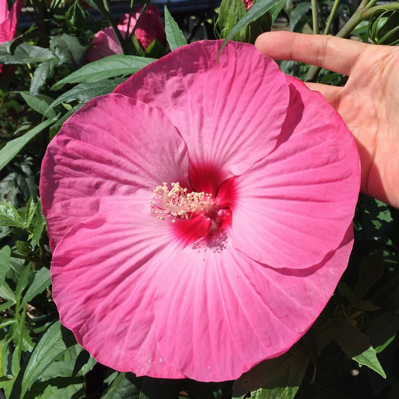 【春予約】　タイタンビカス　レイア　【申込期限：３月２２日（日）】　【引渡予定日：４月４日（土）～１２日（日）】