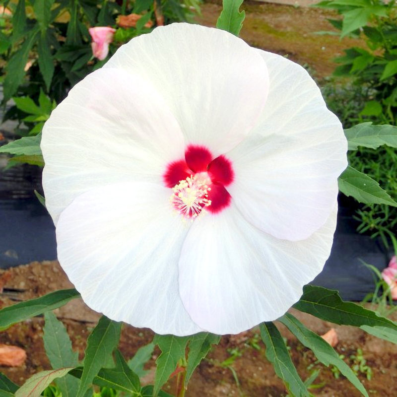 【春予約】　タイタンビカス　ヘルメス　【申込期限：３月２２日（日）】　【引渡予定日：４月４日（土）～１２日（日）】