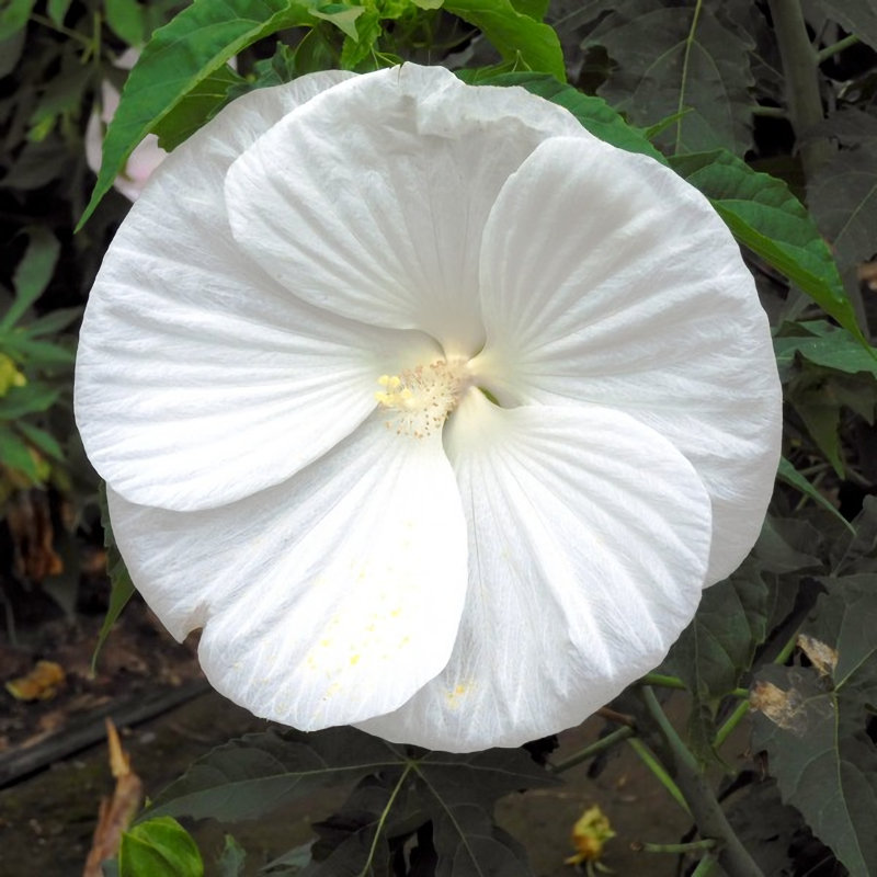 【春予約】　タイタンビカス　シルフィールド　【申込期限：３月２２日（日）】　【引渡予定日：４月４日（土）～１２日（日）】