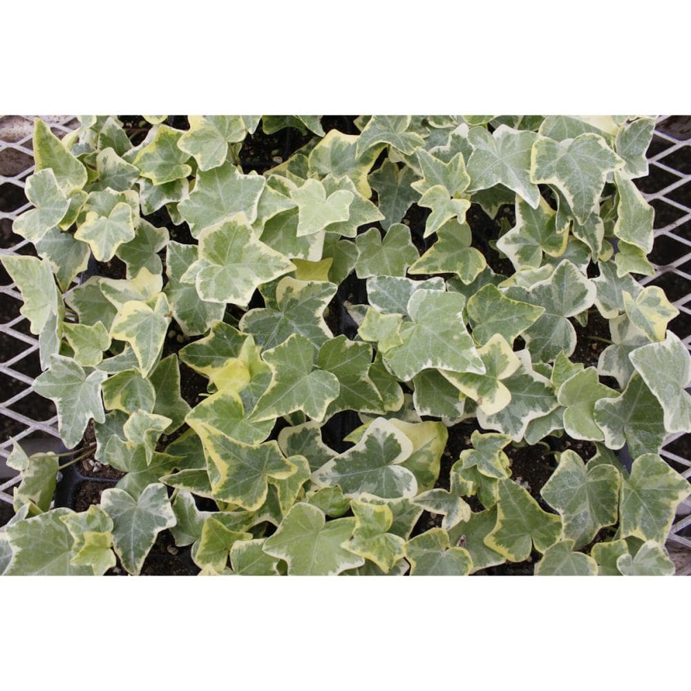 ゴールデンヘデラ　９ｃｍ　１２ポットセット