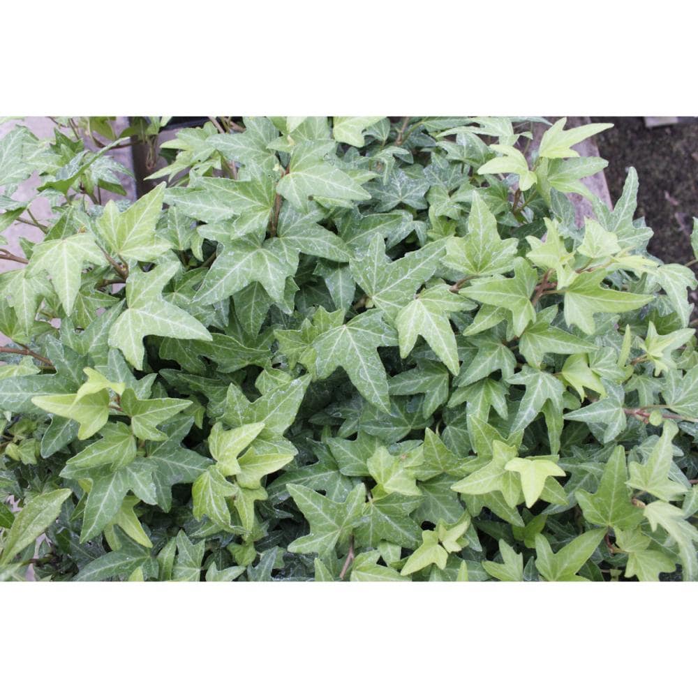 シザーヘデラ　９ｃｍ　１２ポットセット