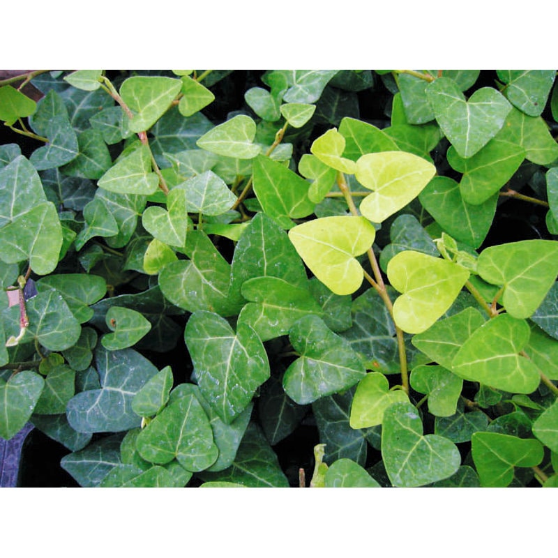 ハートヘデラ　９ｃｍ　１２ポットセット