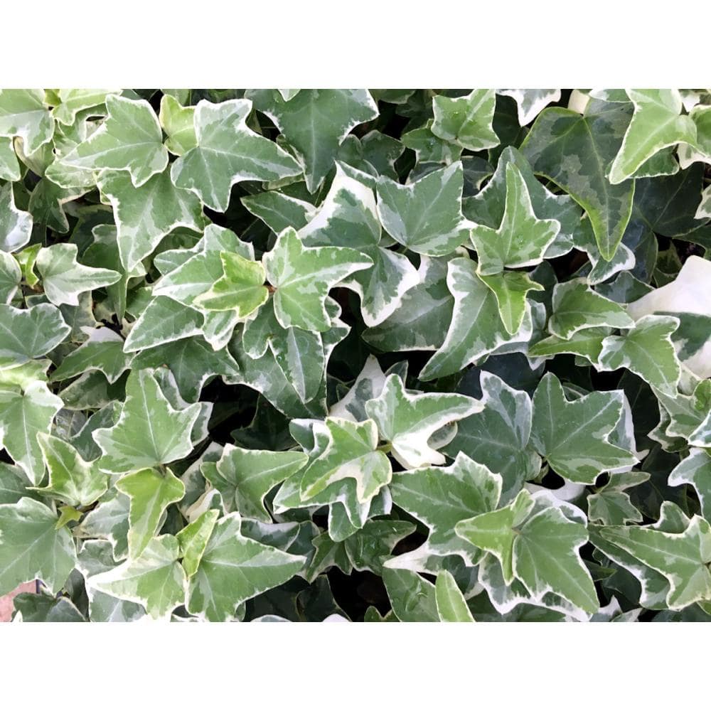 シルバーヘデラ　９ｃｍ　１２ポットセット