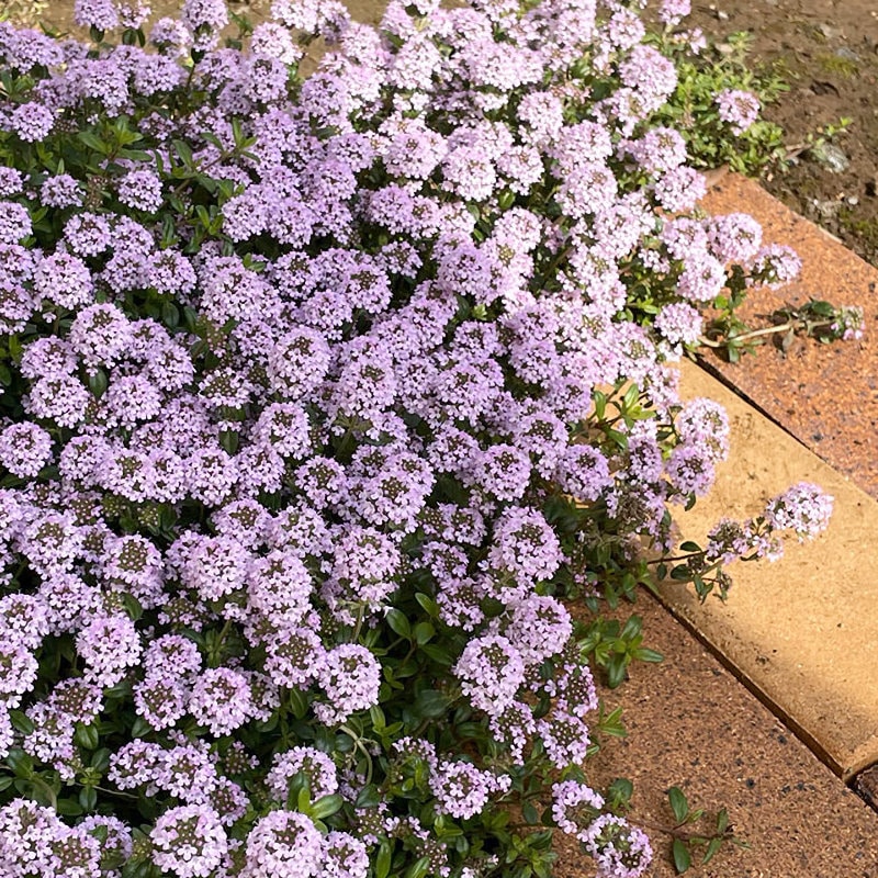 ロンギカウリスタイム　９ｃｍ　１２ポットセット