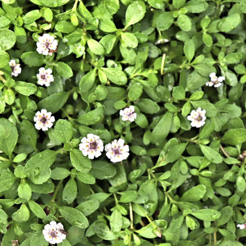 ヒメイワダレソウ　９ｃｍ　１２ポットセット