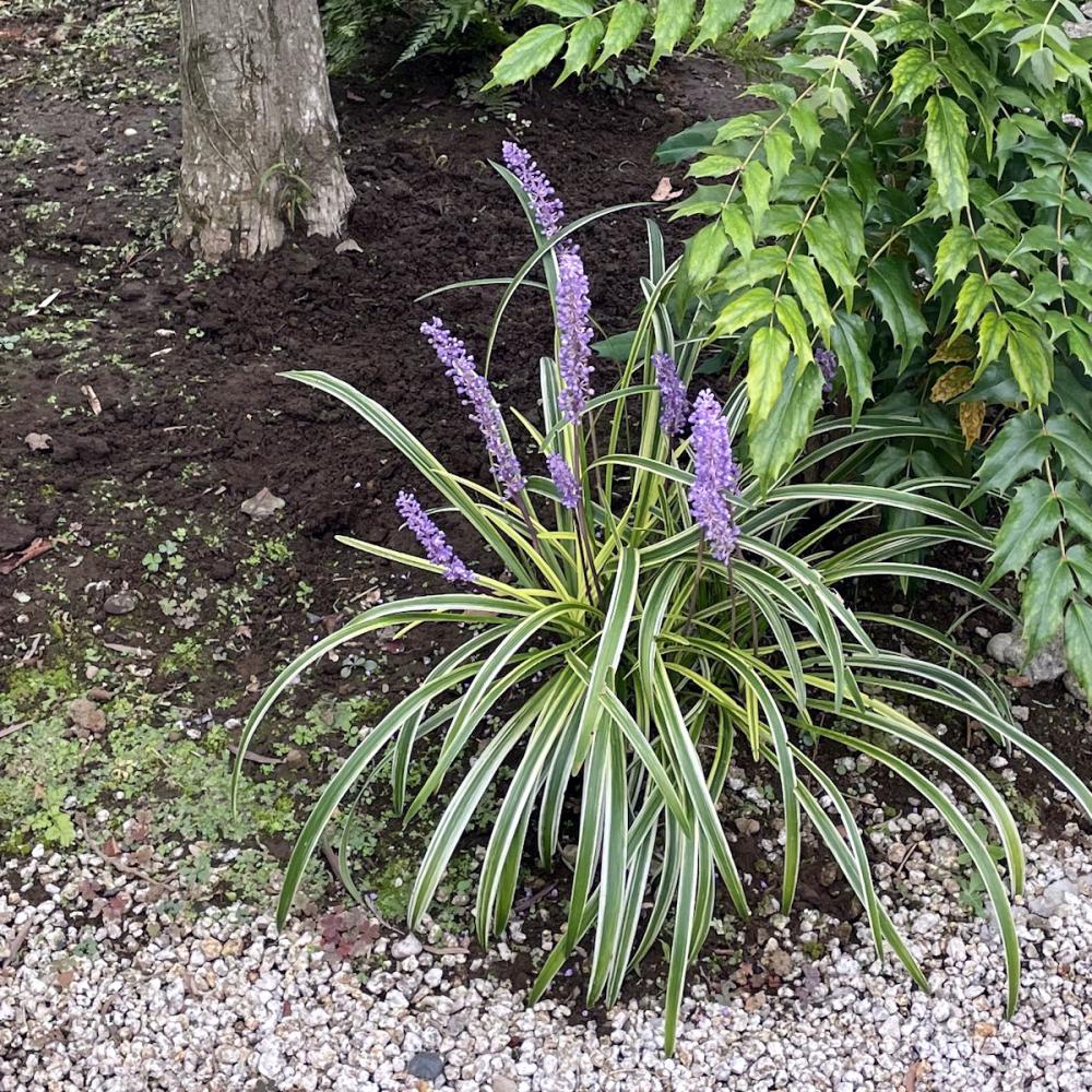 斑入りヤブラン　９ｃｍ　１２ポットセット