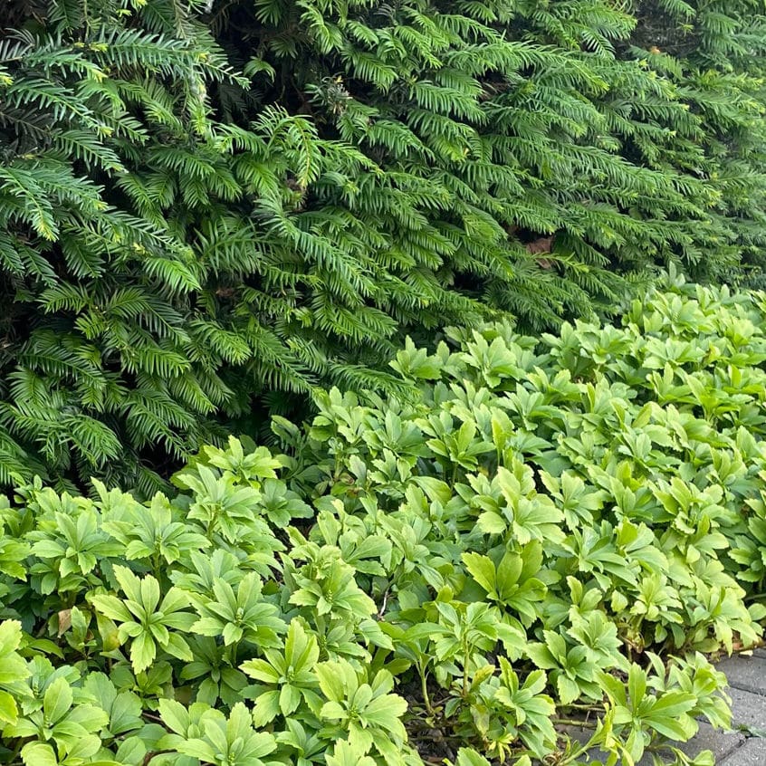 フッキソウ　９ｃｍ　１２ポットセット