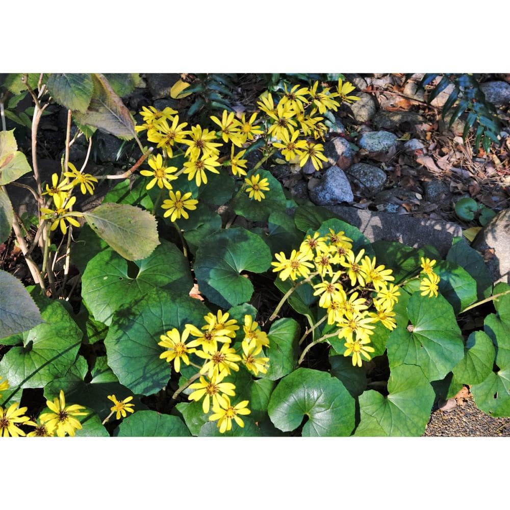 ツワブキ　１２ポットセット