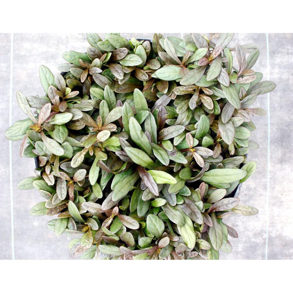 アジュガチョコレートチップ　９ｃｍ　１２ポットセット