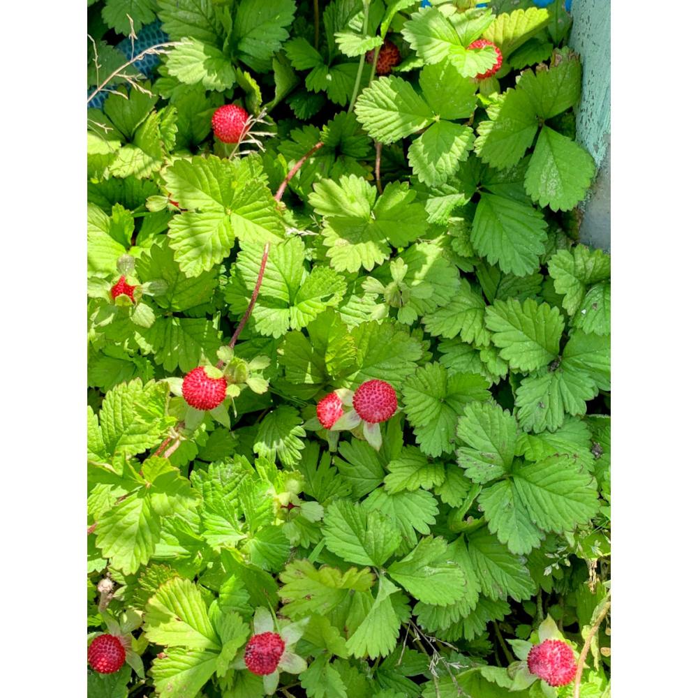 へびいちご　９ｃｍ　１２ポットセット