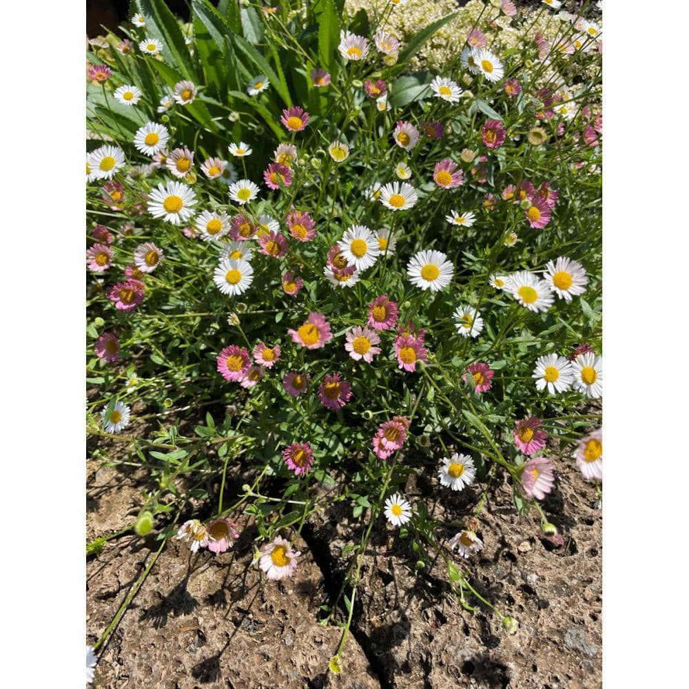 エリゲロンプロフ―ジョン　９ｃｍ　１２ポットセット