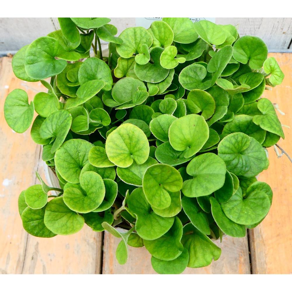 ディコンドラエメラルドフォール　９ｃｍ　１２ポットセット