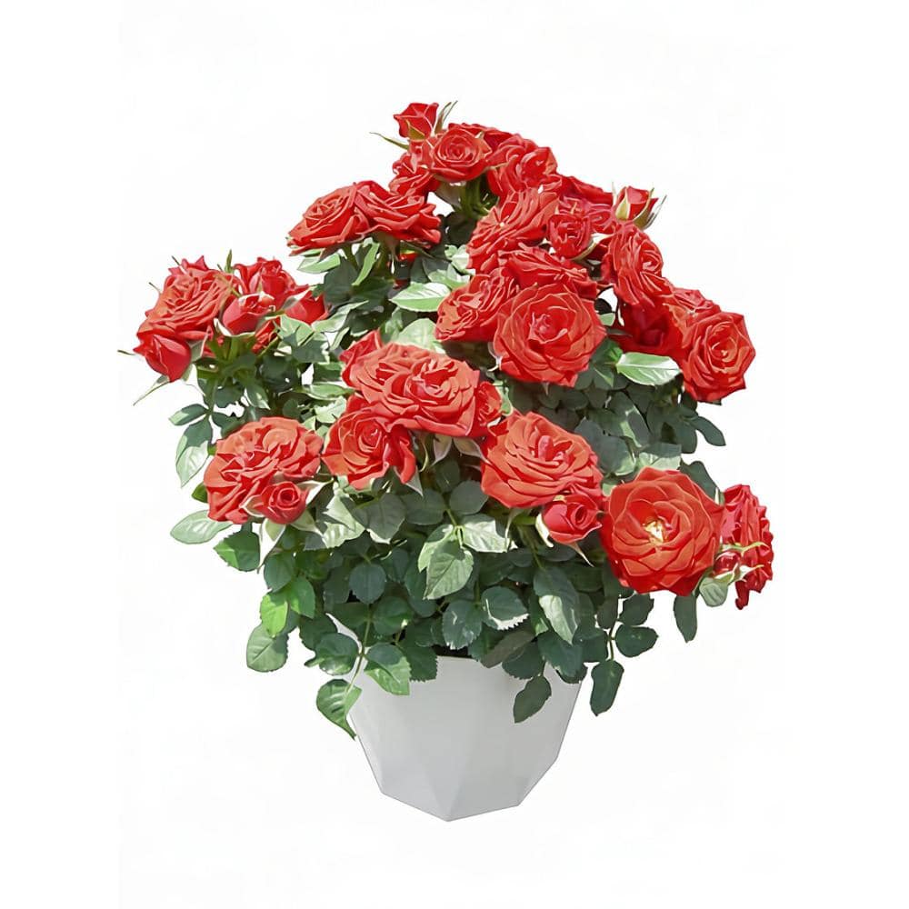 【母の日ギフト・店頭受付限定】　バラ　１５ｃｍ　赤　バスケット　【申込期限：４月１２日】【お引渡し予定日：５月２日～１０日】