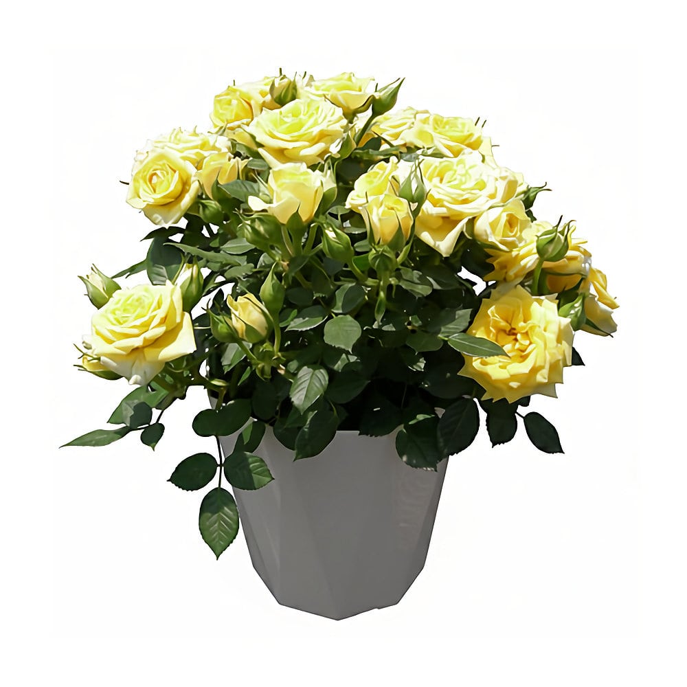 【母の日ギフト・店頭受取限定】　バラ　１５ｃｍ　黄　バスケット　【申込期限：４月１２日】【お引渡し予定日：５月２日～１０日】