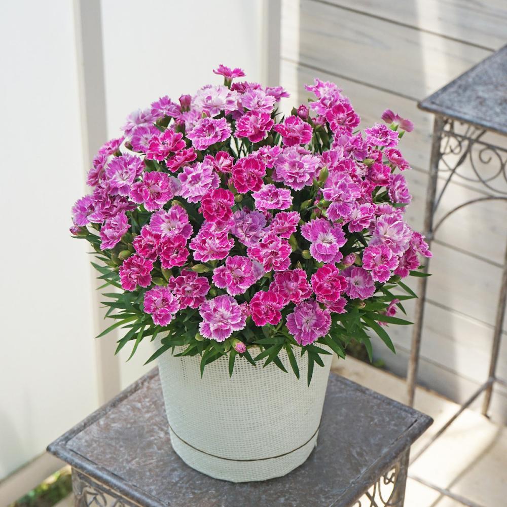 【母の日ギフト】　カーネーション　ｓａｋｕｒａ　１５ｃｍ　【申込期限：５月６日】【お届け予定日：５月７日～１０日】