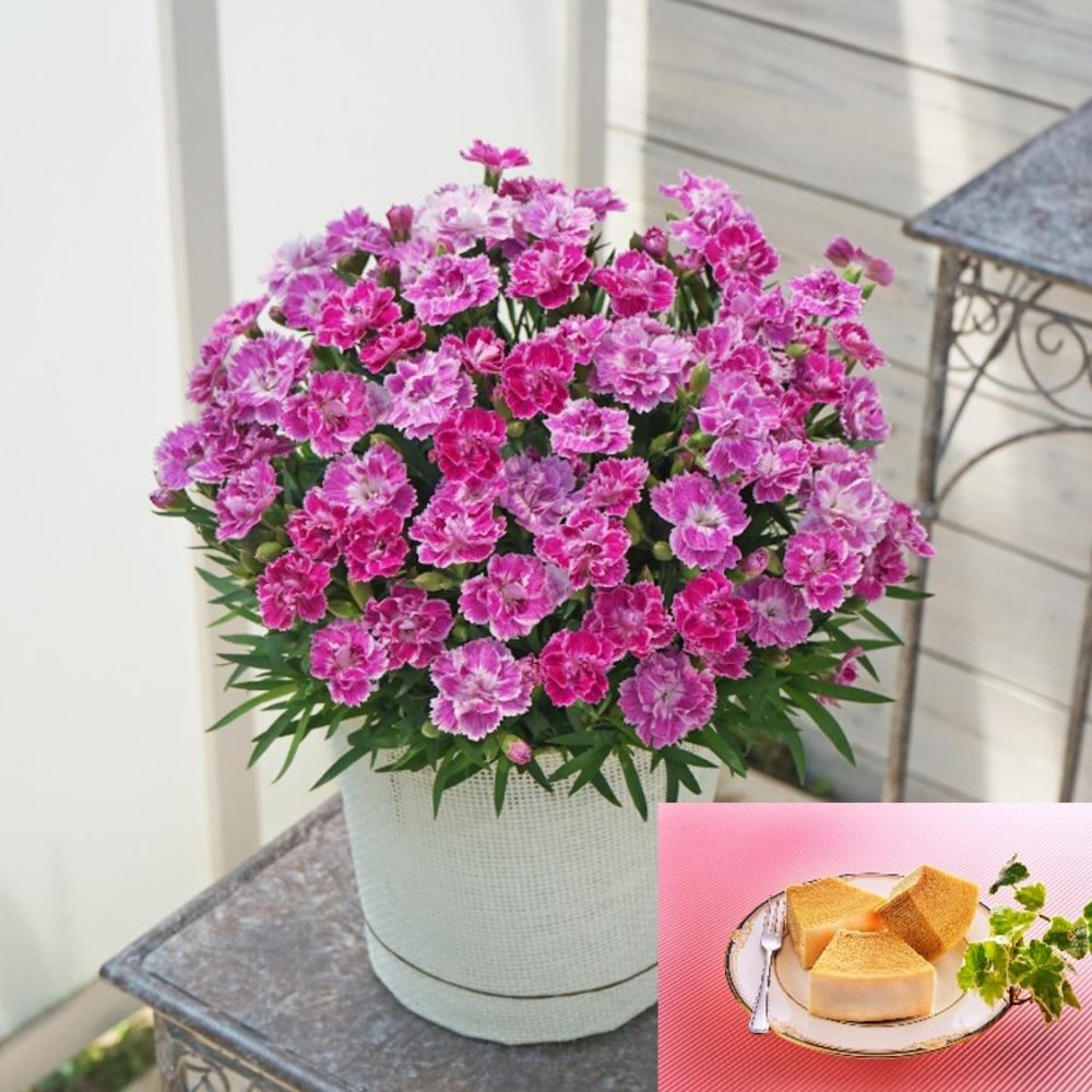 【母の日ギフト】　カーネーション　ｓａｋｕｒａ＆バウムクーヘン　【申込期限：５月６日】【お届け予定日：５月７日～１０日】