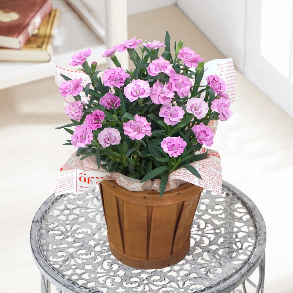 【母の日ギフト】　カーネーション　源氏　４号鉢　【申込期限：５月６日】【お届け予定日：５月７日～１０日】