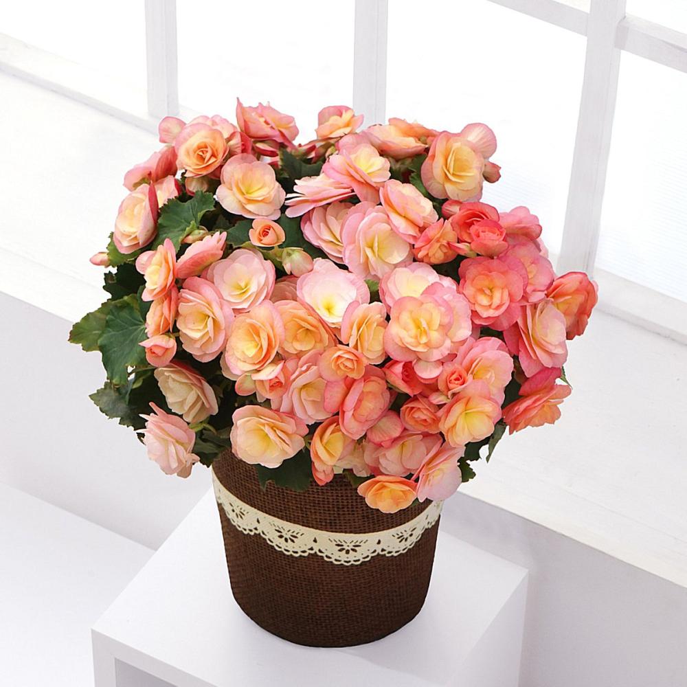 【母の日ギフト】　ベゴニア　ピーチファズ　５号鉢　【申込期限：５月６日】【お届け予定日：５月７日～１０日】