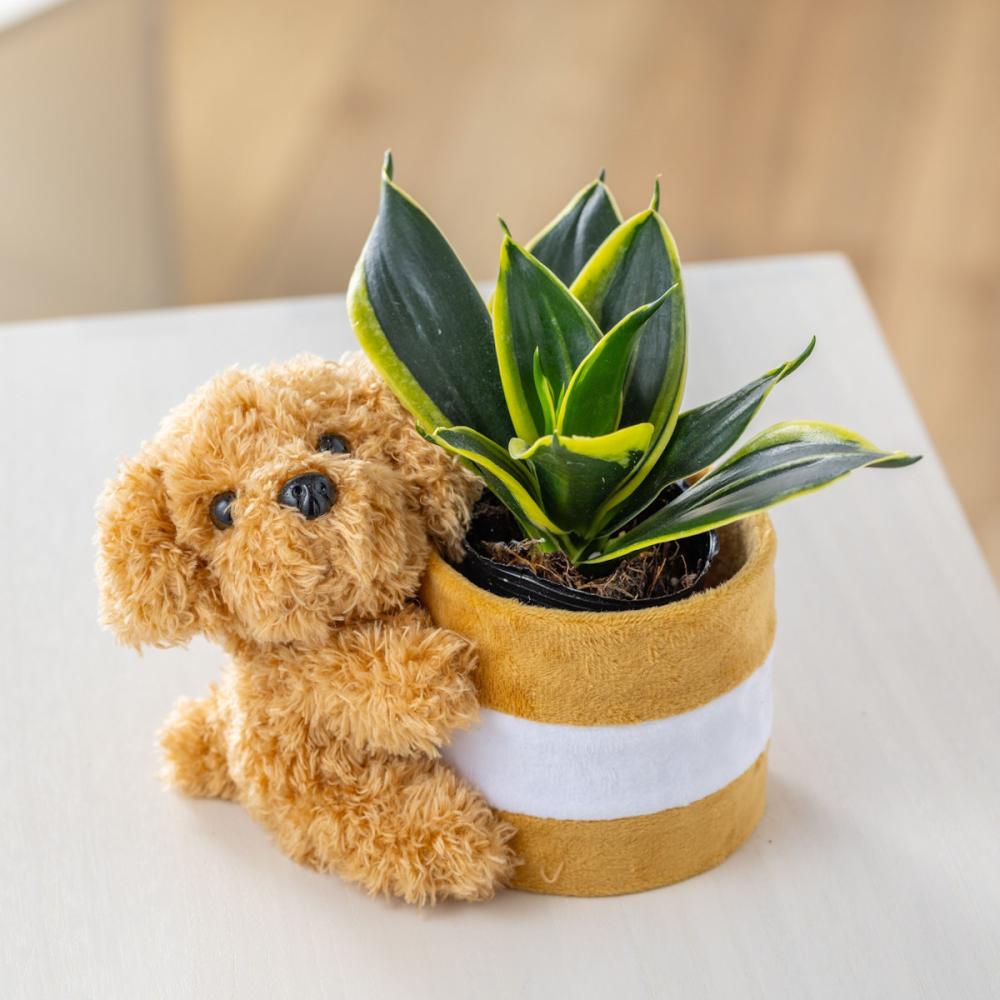 【母の日ギフト】　サンスベリア　ハニー　２号わんこポット　【申込期限：５月６日】【お届け予定日：５月７日～１０日】