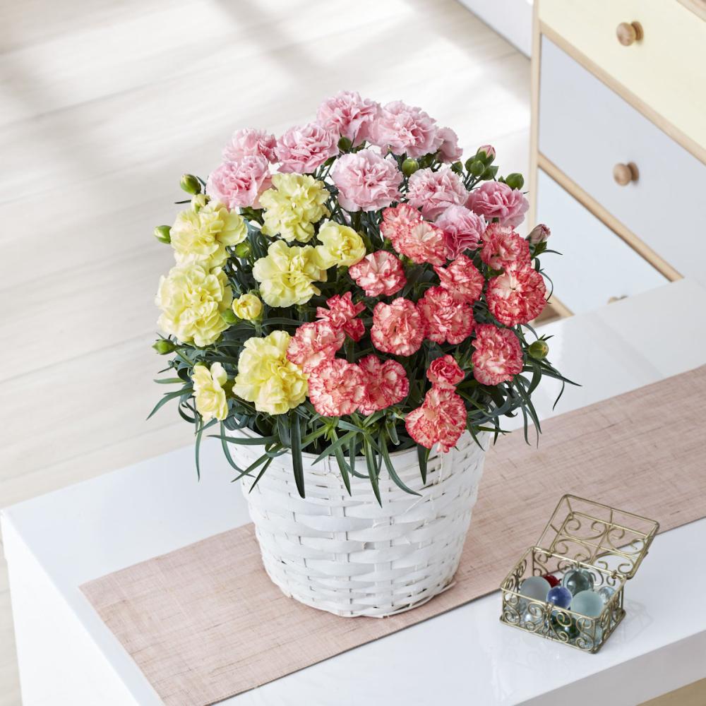 【母の日ギフト】　カーネーション　３色植え　６号鉢　【申込期限：５月６日】【お届け予定日：５月７日～１０日】