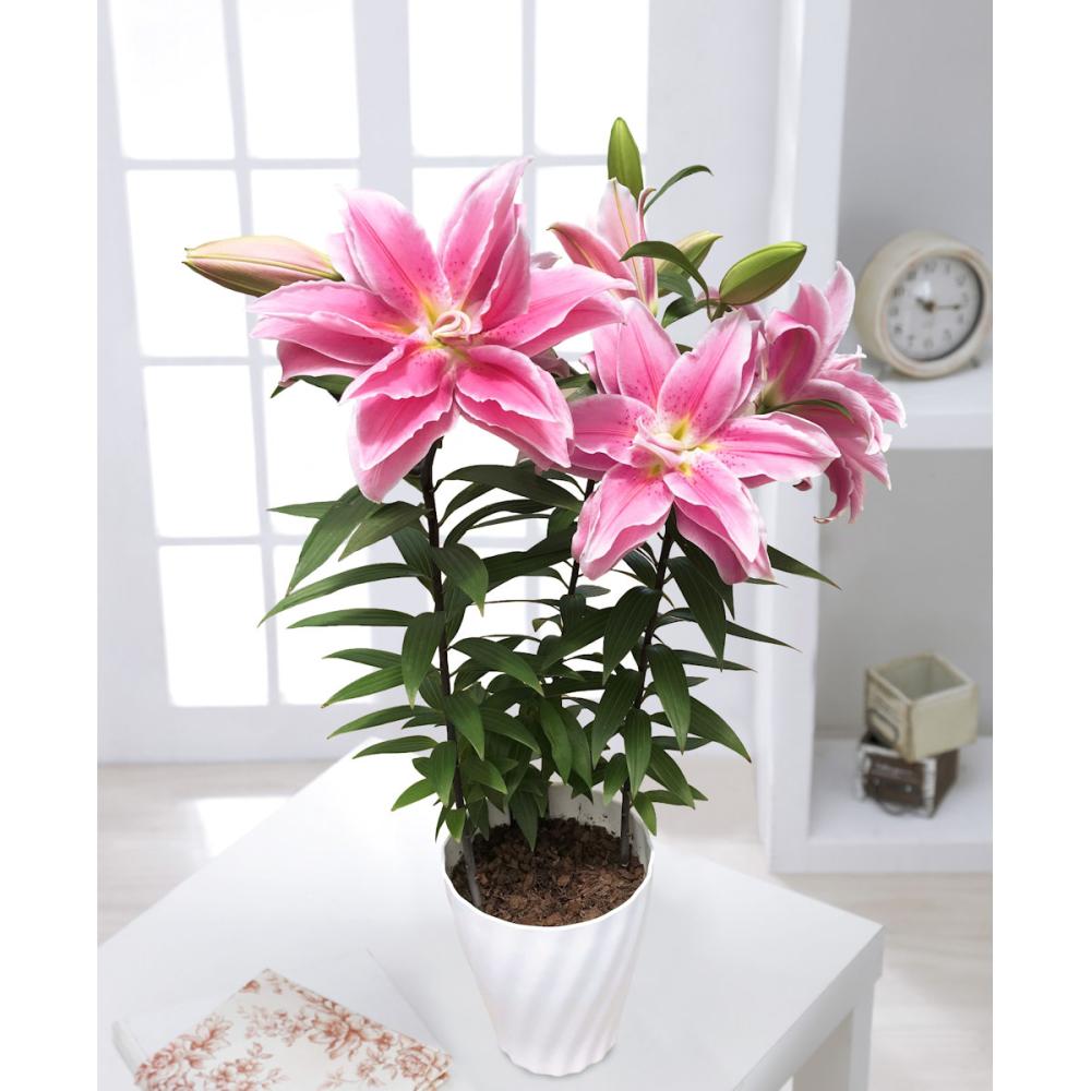 【母の日ギフト】　オリエンタルローズリリー　６号鉢　【申込期限：５月６日】【お届け予定日：５月７日～１０日】