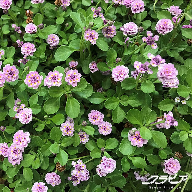 クラピア「Ｋ３」　４０ポットセット