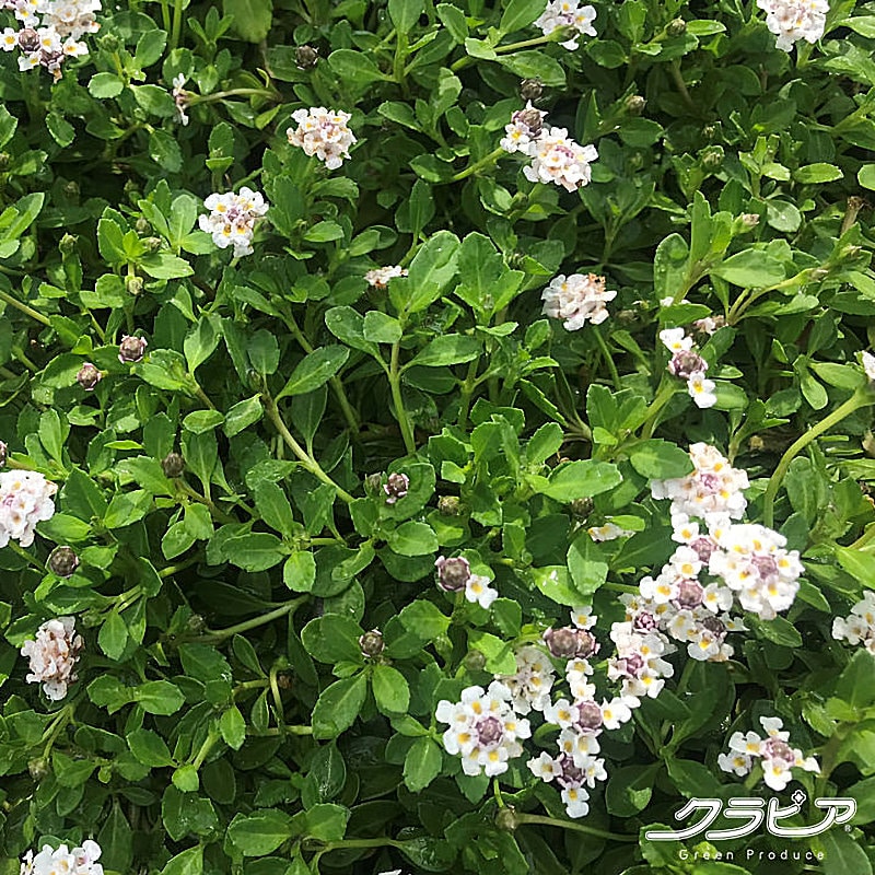 クラピア「Ｋ５」　４０ポットセット