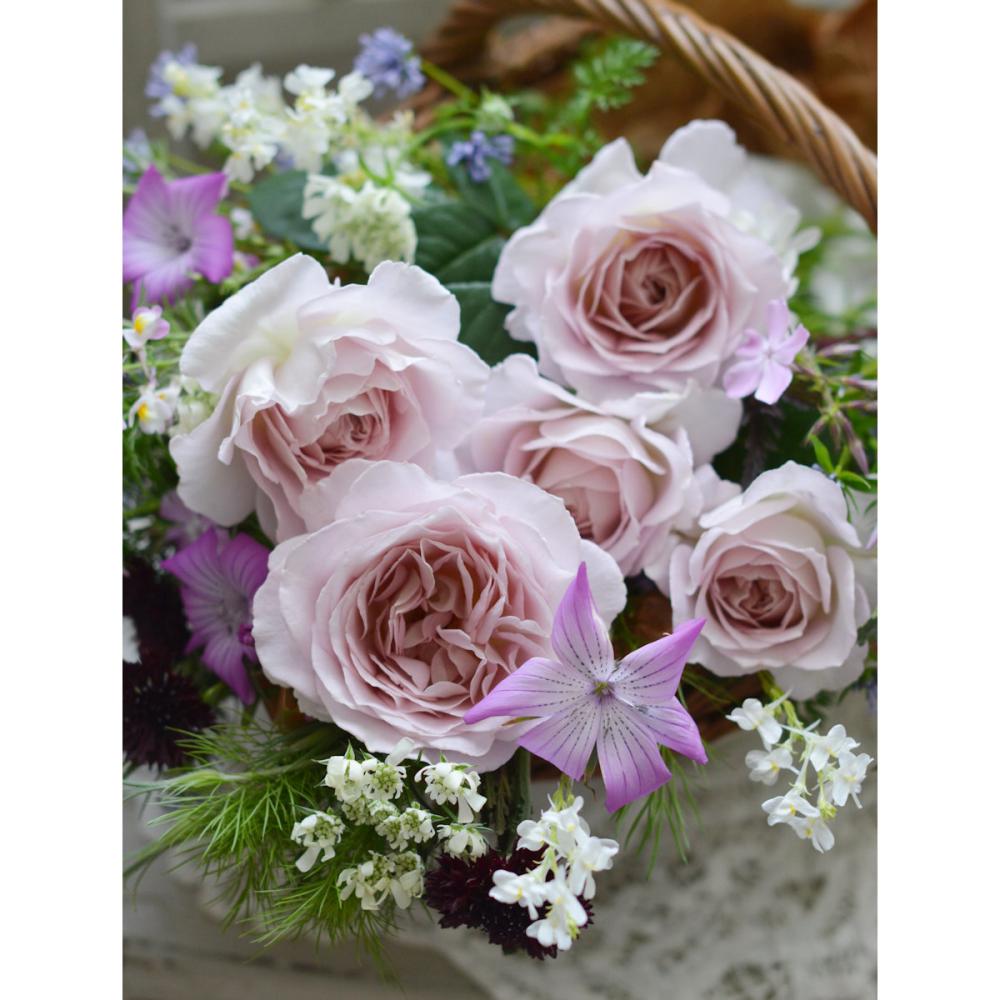 【バラ新苗予約】　タフタ　【申込期限：５月３日】【お引渡し予定日：５月１６日～２４日】