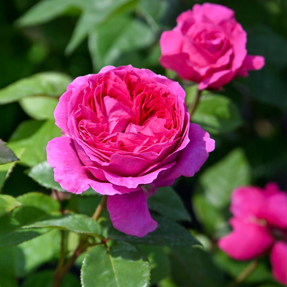 【バラ新苗予約】　エメトワ　【申込期限：５月３日】【お引渡し予定日：５月１６日～２４日】