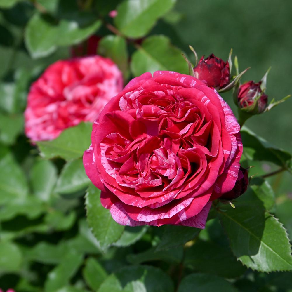 【バラ新苗予約】　ベルト・モリゾ　【申込期限：５月３日】【お引渡し予定日：５月１６日～２４日】