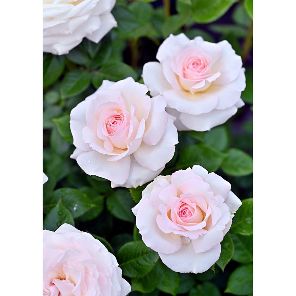 【バラ新苗予約】　ラ・ソヴァジーヌ・テル・エ・パッション　【申込期限：５月３日】【お引渡し予定日：５月１６日～２４日】