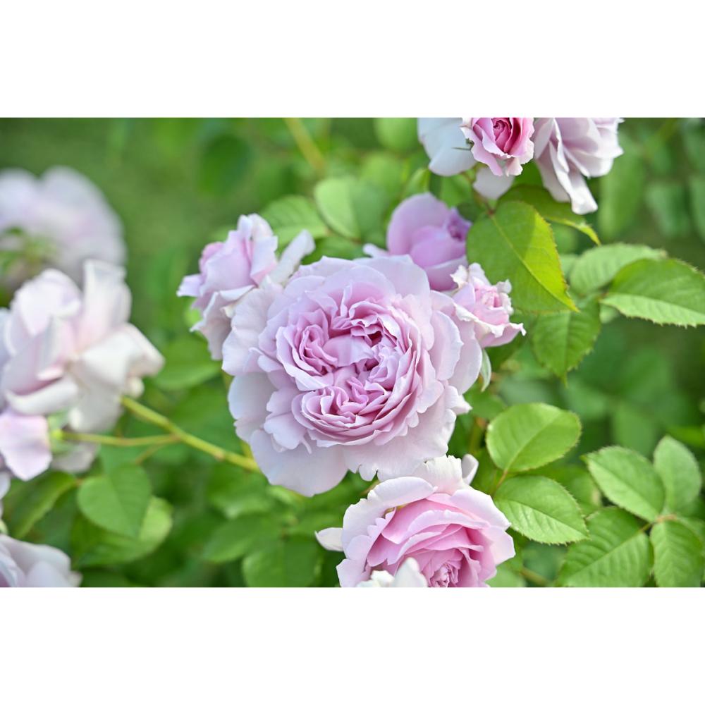 【バラ新苗予約】　レミエル　【申込期限：５月３日】【お引渡し予定日：５月１６日～２４日】