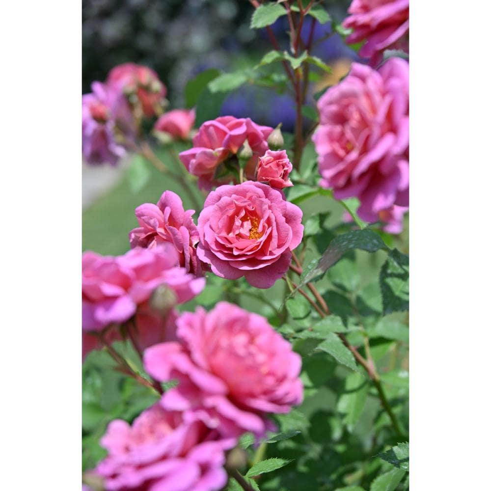 【バラ新苗予約】　グロッグ　【申込期限：５月３日】【お引渡し予定日：５月１６日～２４日】