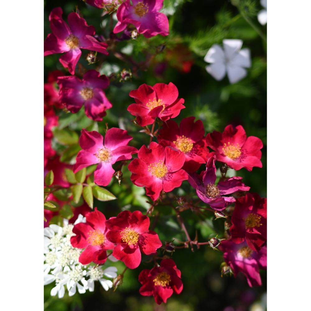 【バラ新苗予約】　カネット　【申込期限：５月３日】【お引渡し予定日：５月１６日～２４日】