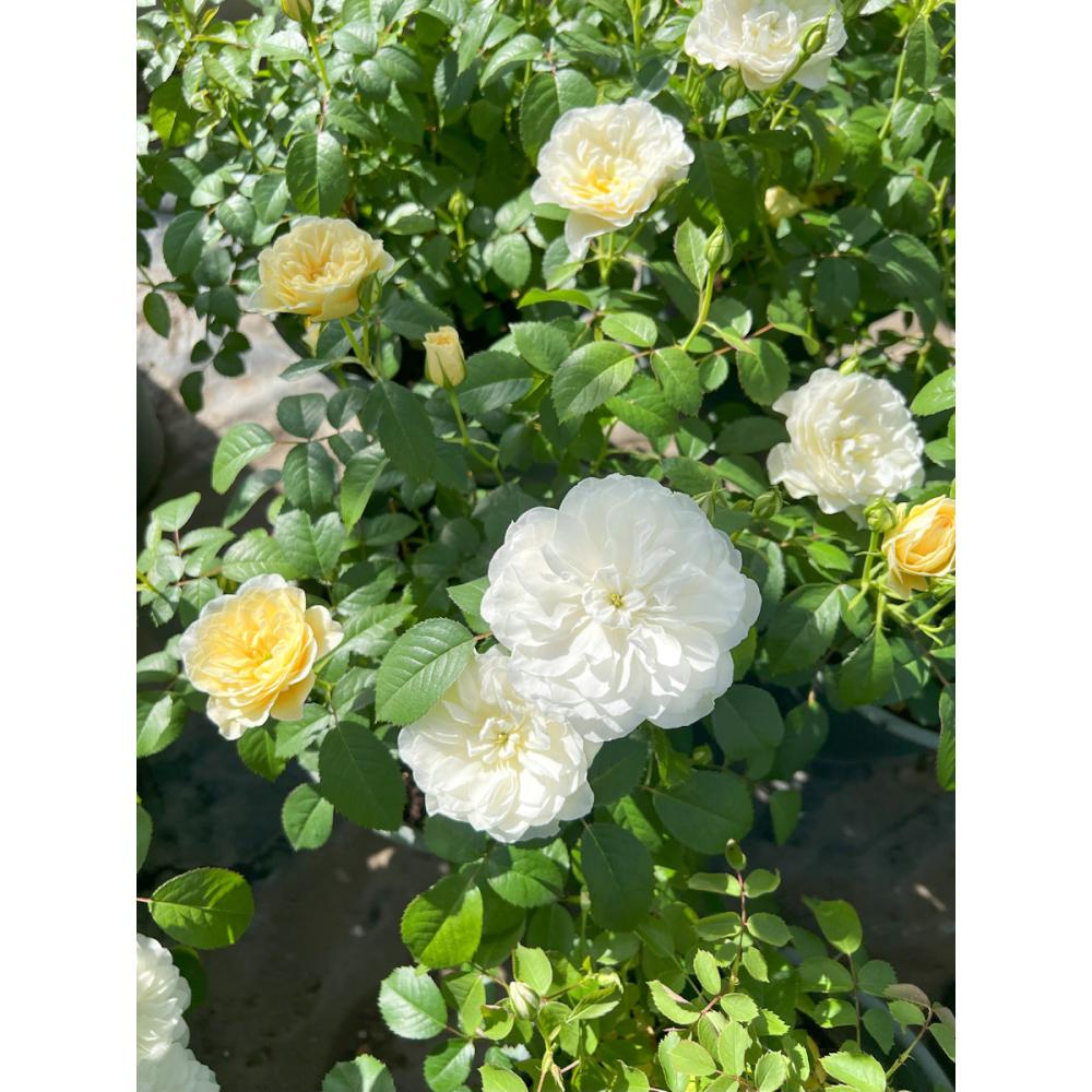 【バラ新苗予約】　エトワール・ブラン　【申込期限：５月３日】【お引渡し予定日：５月１６日～２４日】