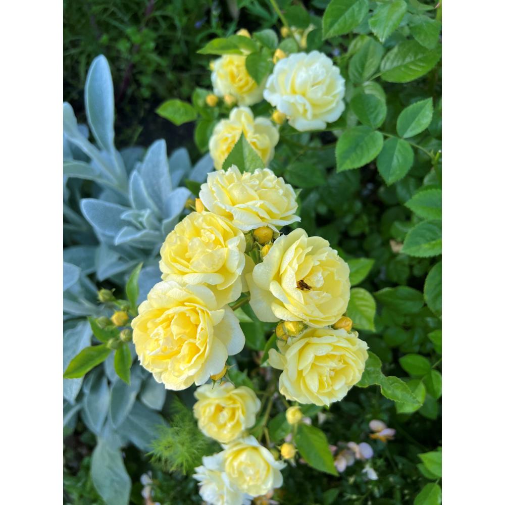 【バラ新苗予約】　プチ・ジョワ　【申込期限：５月３日】【お引渡し予定日：５月１６日～２４日】