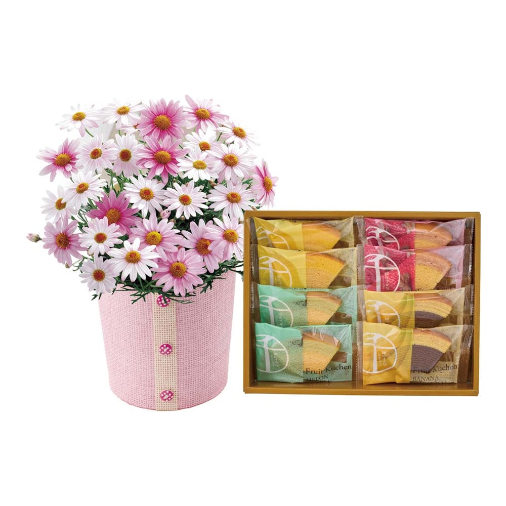 【母の日ギフト】マーガレット（さくらべーる）と「銀座千疋屋」銀座フルーツクーヘンＣ４０－３【注文期限５月１日】