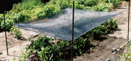 オーダーネット