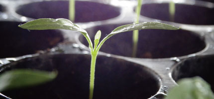 育苗ポット・種まきトレー特集