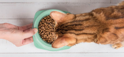 ネコちゃんフード特集