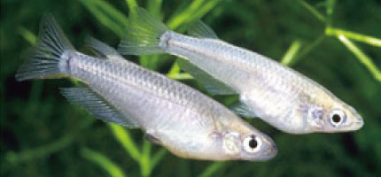 メダカの飼育用品特集