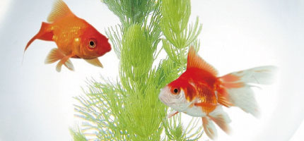 金魚の飼育用品特集