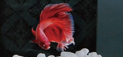 熱帯魚の飼育用品特集