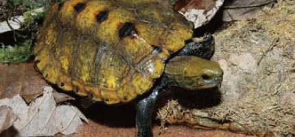 カメの飼育用品特集