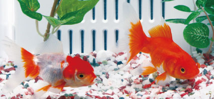 金魚の飼い方